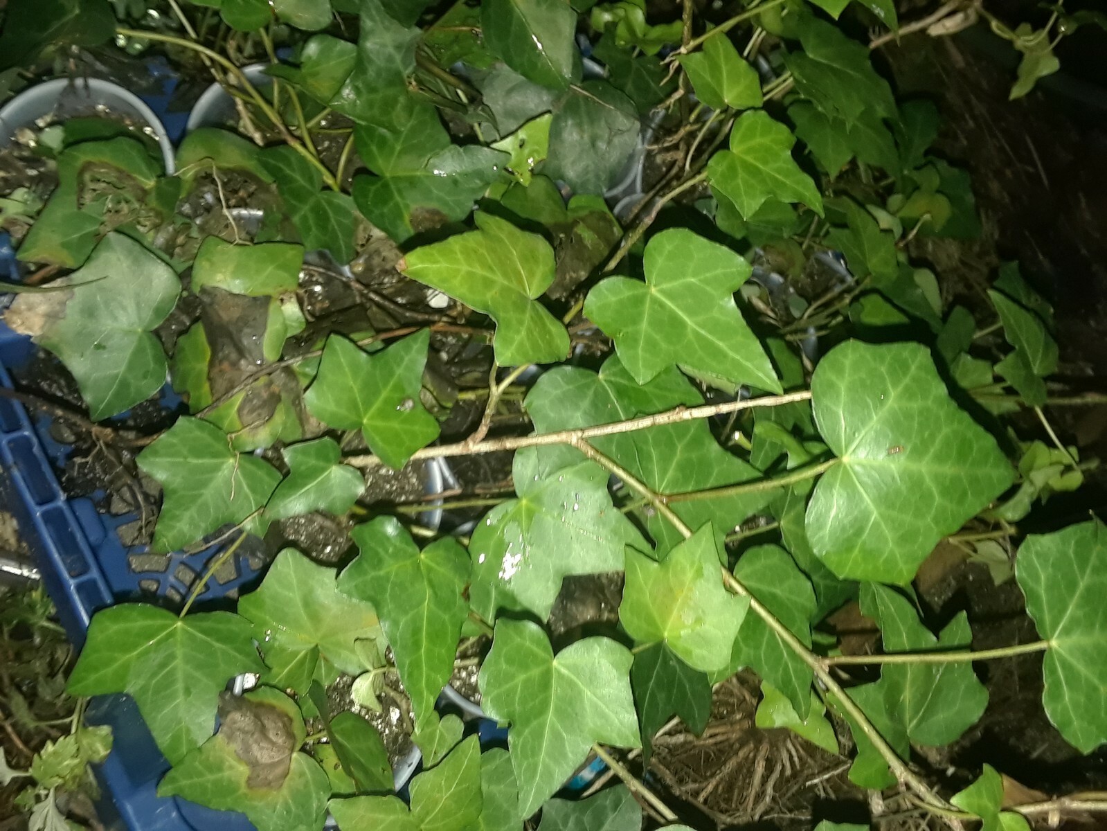 4 English Ivy Live rooted segments (Hedera helix)
