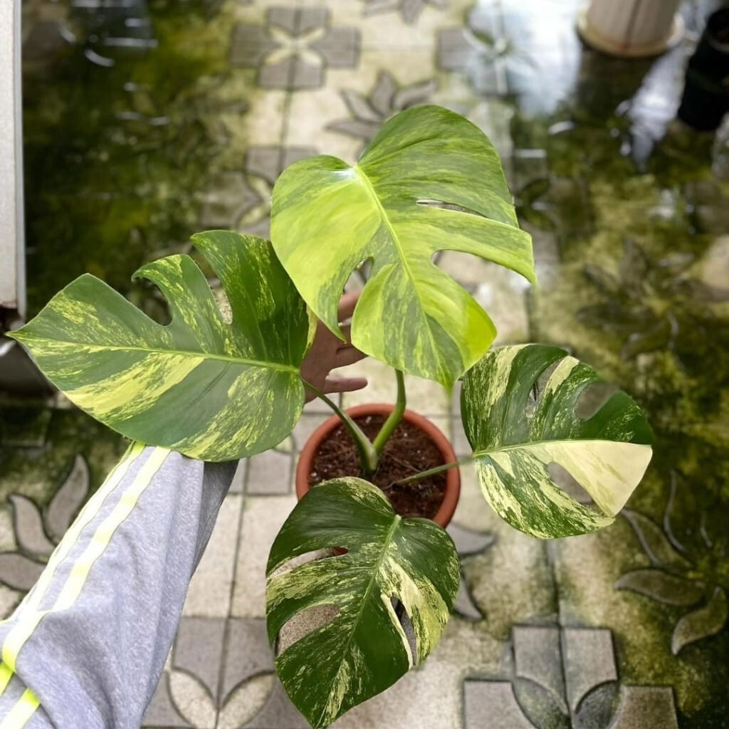 Monstera Aurea Marmorata Variegated 4Leaf + Free Phytosanitary Certificate