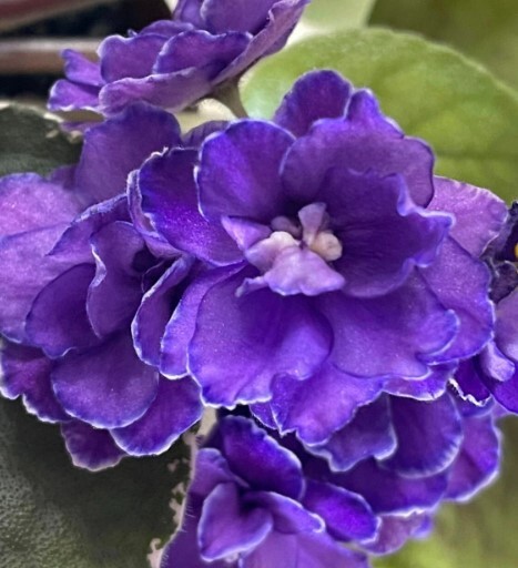 2 African Violet Leaves ~ * BUCKEYE EXOTIC DANCER * ~