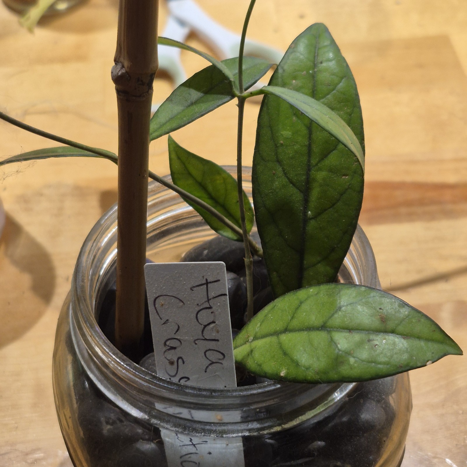 Hoya Crassipetiolata – Wax Plant – Rooted Live Plant EXACT PLANT