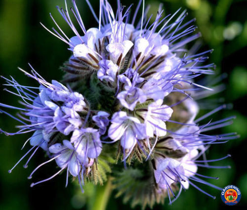 1oz Purple Lacy Flower Seeds Phacelia tanacetifolia (Approx 14,000 Seeds)