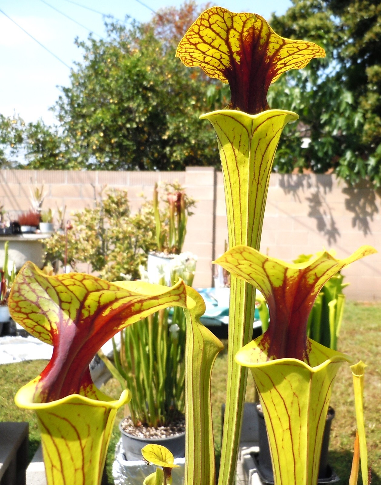 Carnivorous Plants – S. Flava v. Ornata Black Veins/Extreme Red Throat (small)