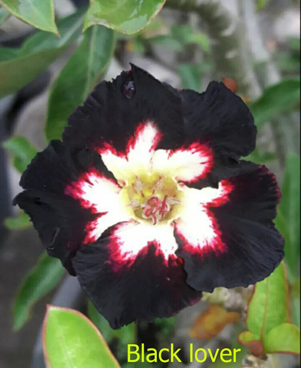 BLACK LOVER~ Desert Rose Adenium Obesum SMALL Rooted Seedling Plant