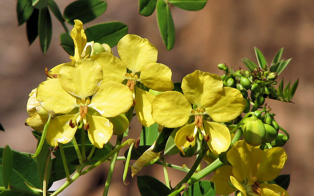 Senna Mexicana v. Chapmanii exotic cassia RARE BAHAMA Chapman plant seed 5 seeds