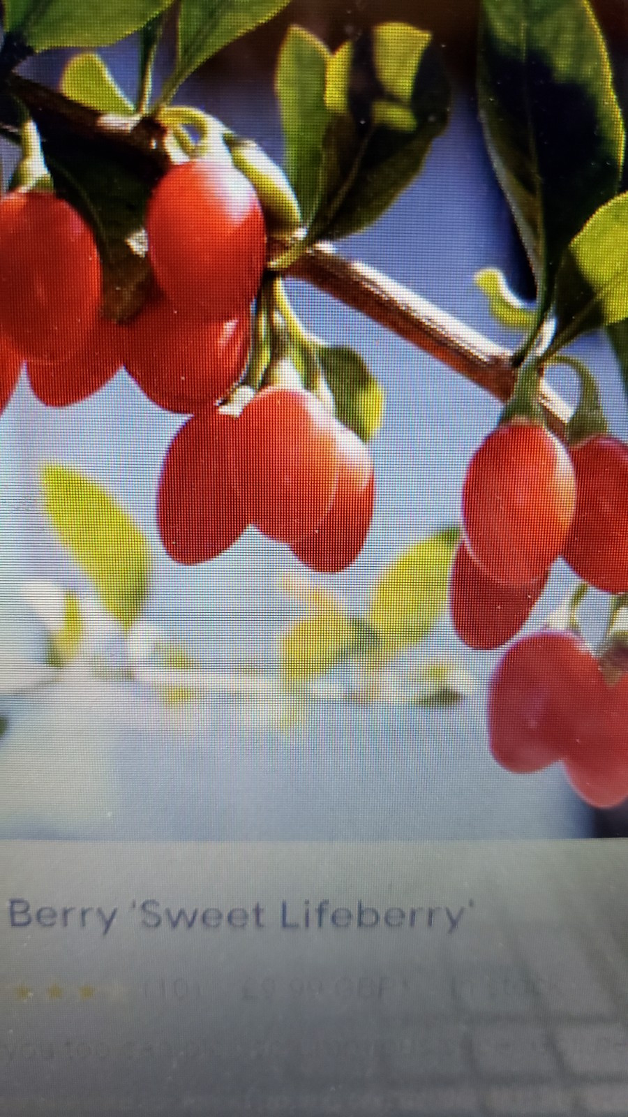 50 Lycium barbarum GojiBerry Plant Fresh Cuttings No Root Wolfberr 枸杞 Non GMO