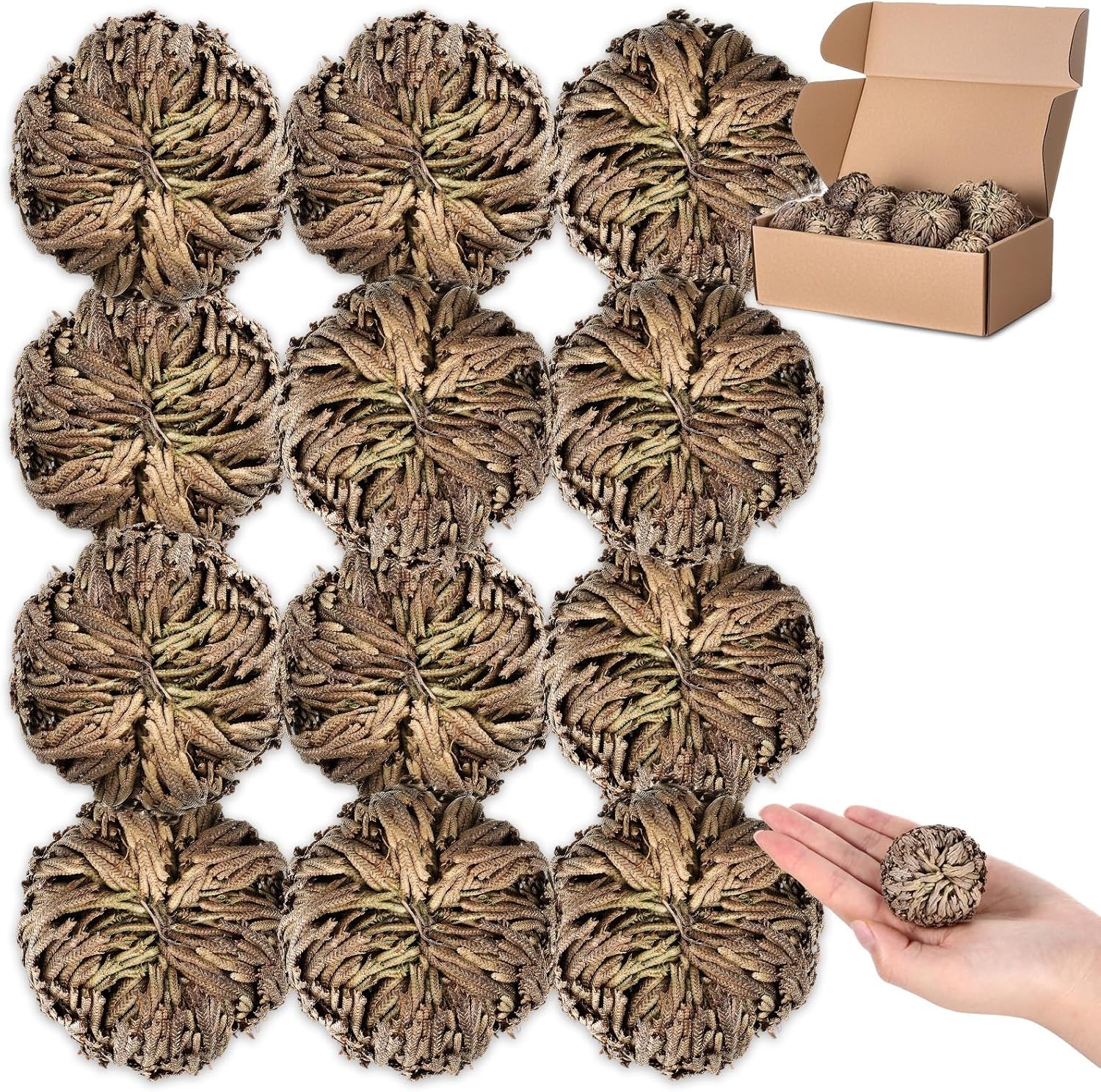 12 Pack Large Rose of Jericho Resurrection Plants for Home Decor