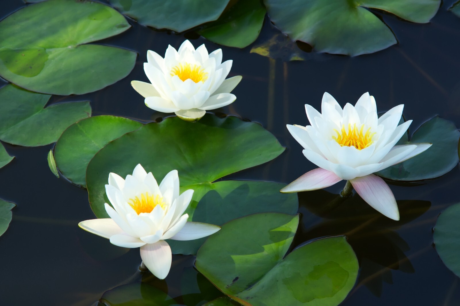 Asst Color Live Hardy Water Lily Tubers Aquatic Pond Plants Lilies