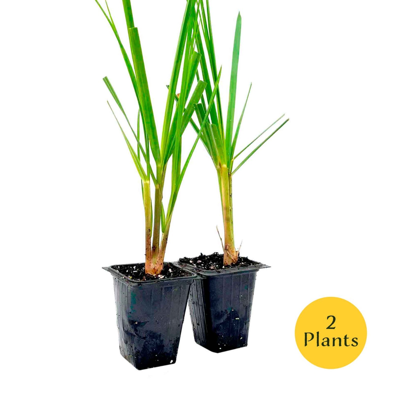 Dwarf White Pampas Grass (Cortaderia selloana ‘Pumila’) in 3.5″ Nursery Cubes