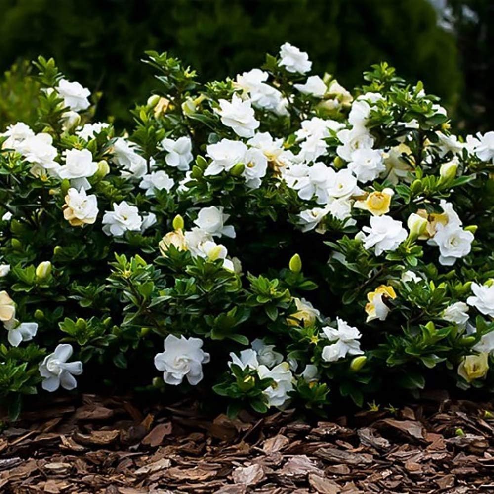 2.5 Qt. August Beauty Gardenia