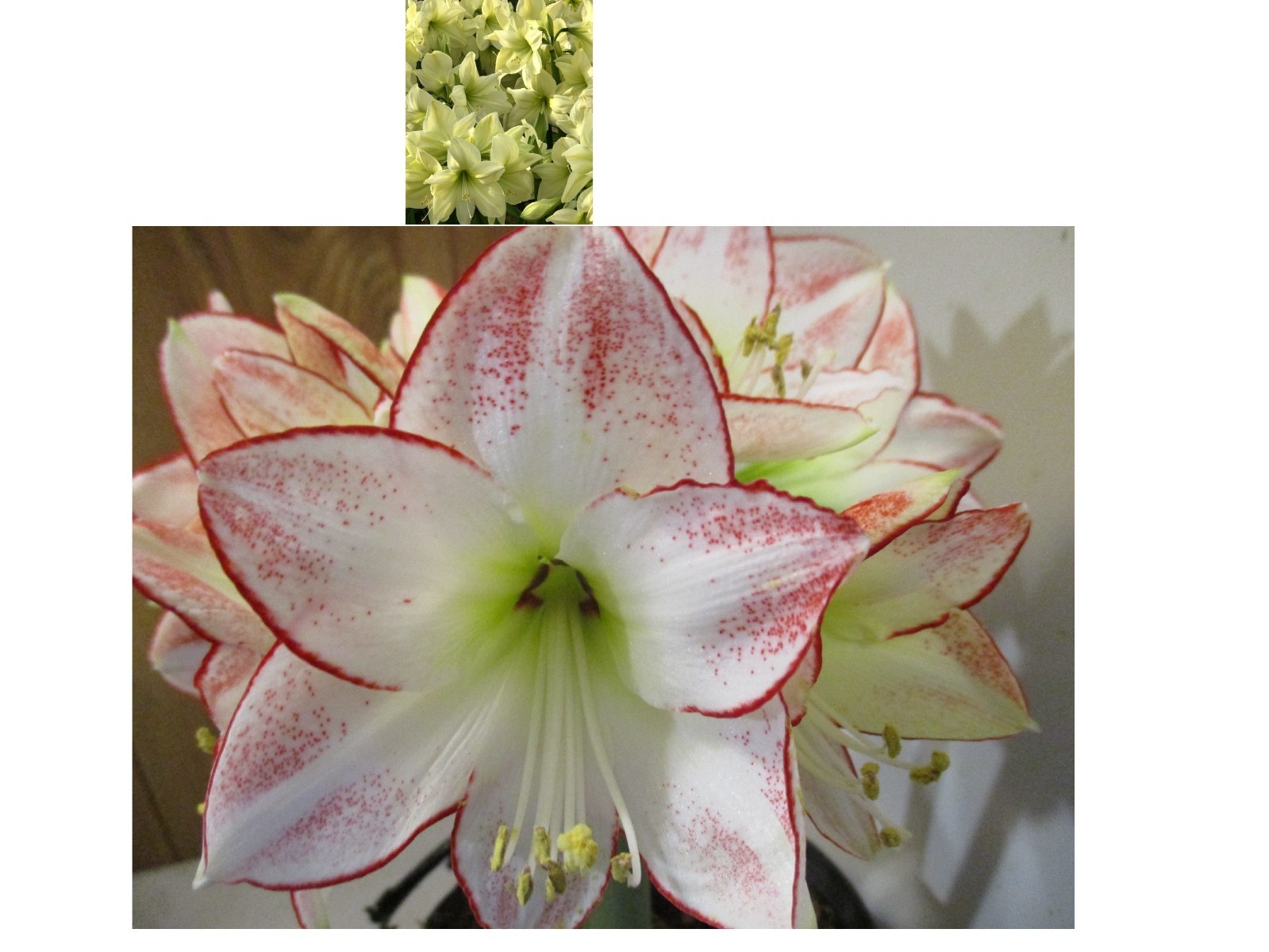 15 Amaryllis seed,Lemon Star X Picasso refrigerate, Hippeastrum Free Shipping