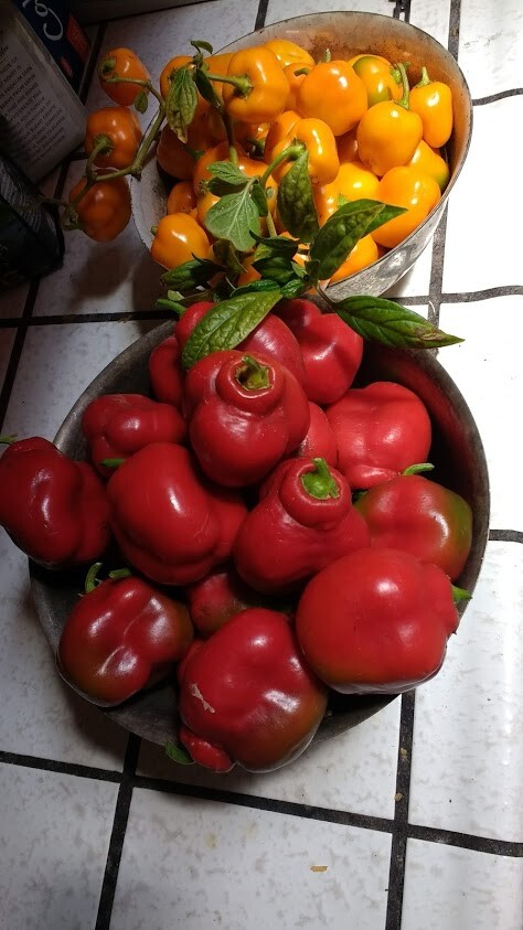 Orange and red Manzano Pepper Seeds Mixed (24 seeds per packet) FREE SHIPPING