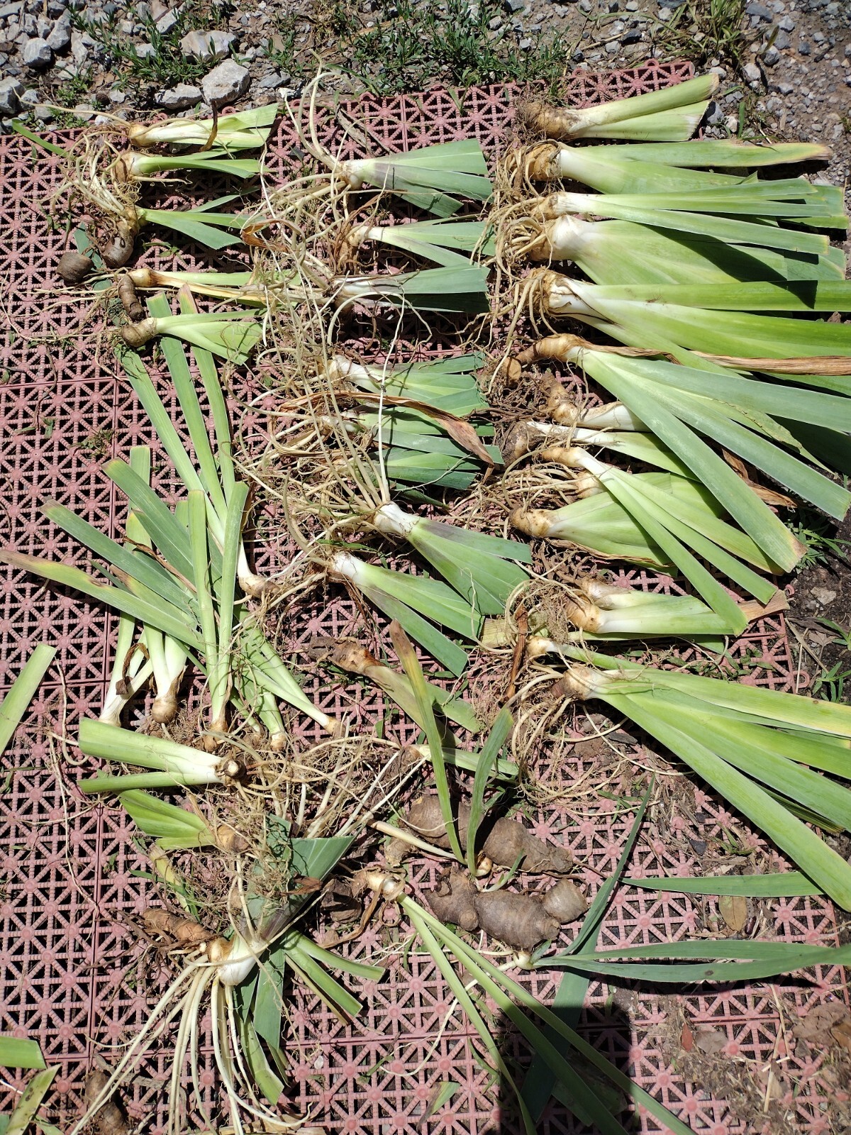 25xBearded Iris Rhizomes – Easy to Grow, FresH Mixed Colors FAST SHIPPING