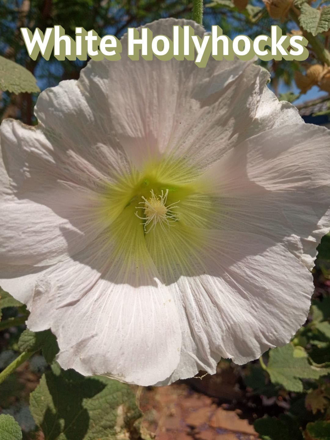 Seeds: White Hollyhocks – Arizona Grown & Harvested