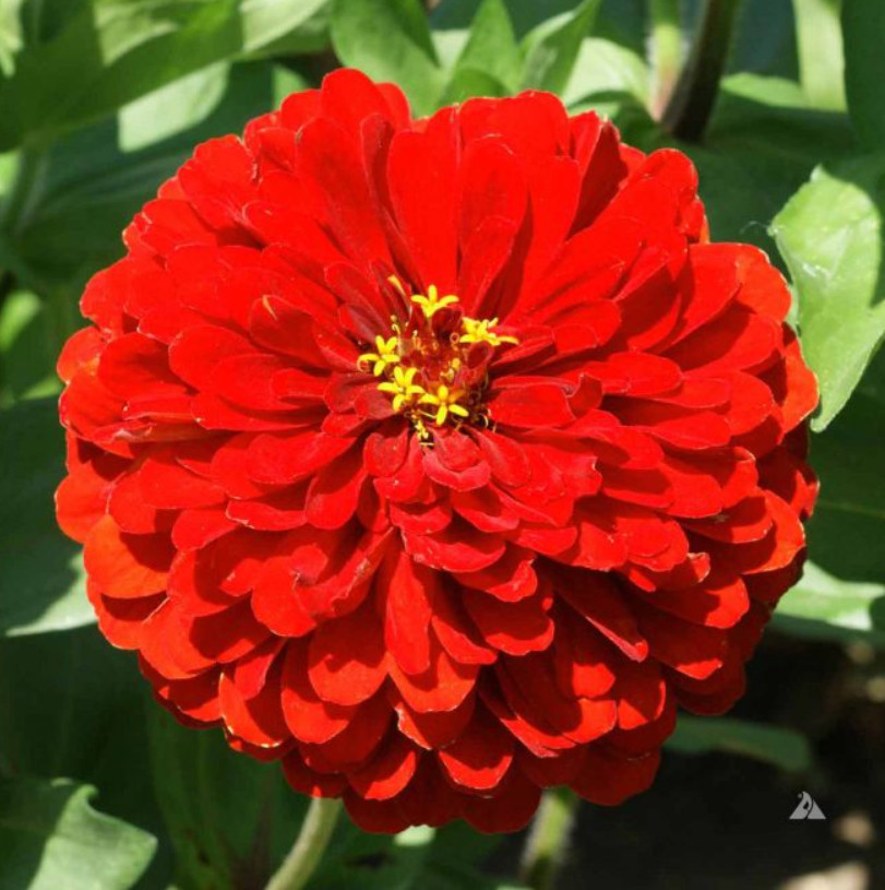 Landscaper’s Pack BUTTERFLY MAGNET Zinnia Mix Dahlia Double Blooms 300 Seeds!