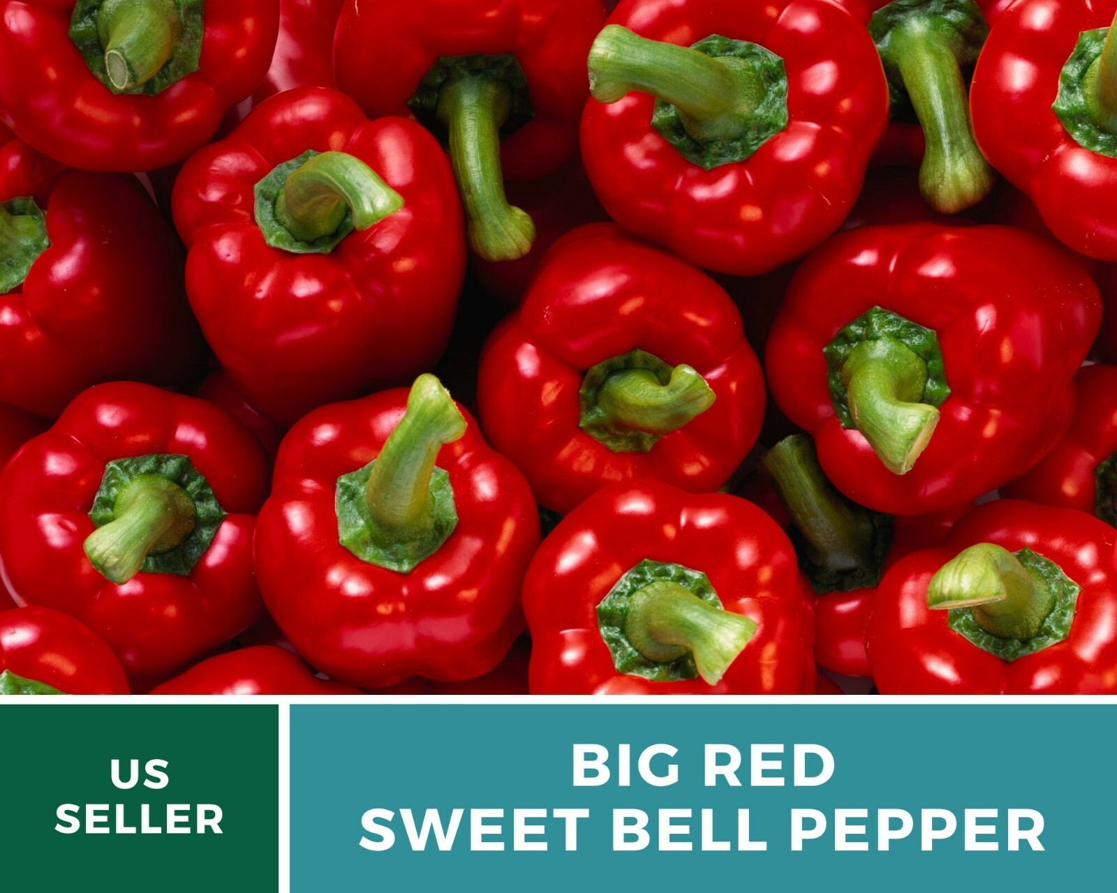 Pepper, Big Red Sweet Bell – 30 Seeds – Easy to Grow – Heirloom – GMO Free (Caps