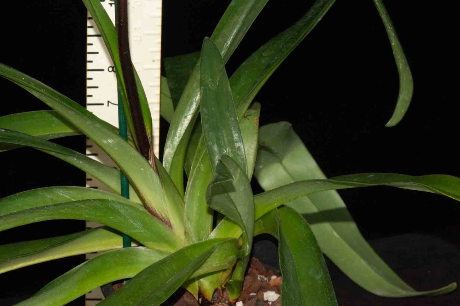 Paphiopedilum Crouching Tiger #1 (Bel Royal x philippinense AM/OS),in spike