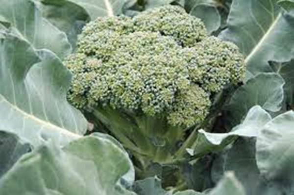 BROCCOLI, WALTHAM 29, HEIRLOOM, 500+ SEEDS, DELICIOUS AND HEALTHY