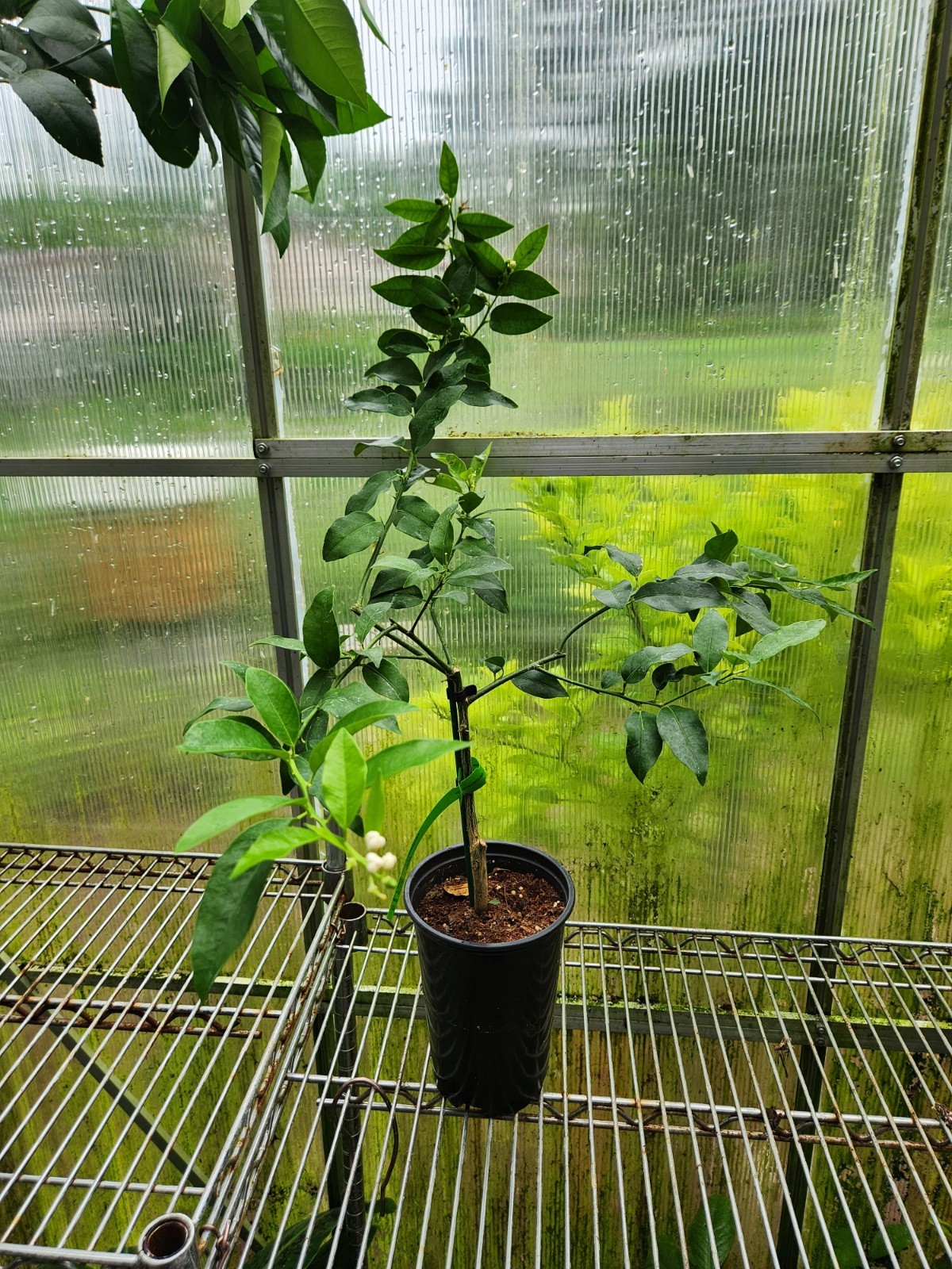 Grafted Kumquat Tree WITH FRUIT