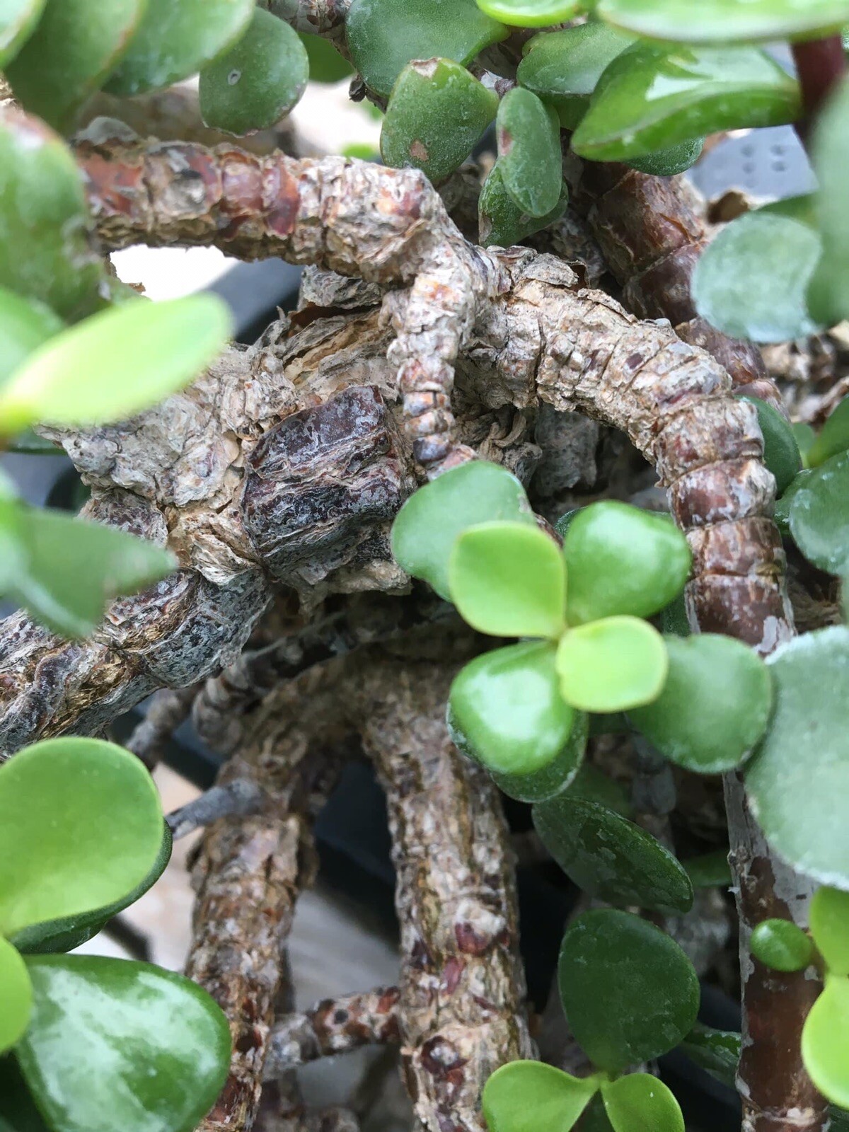 15pcs 6″ Long Cork Bark Portulacaria Succulent Cuttings Dwarf Jade Bonsai