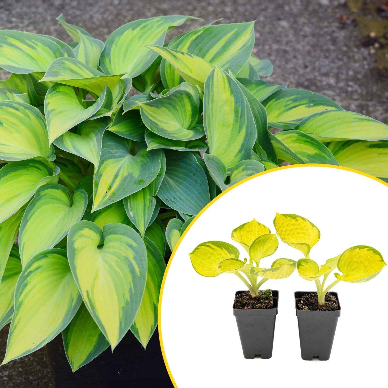 2 Rainforest Sunrise Hosta Plants in 3.5” Cubes, Variegated Yellow Shade Plant