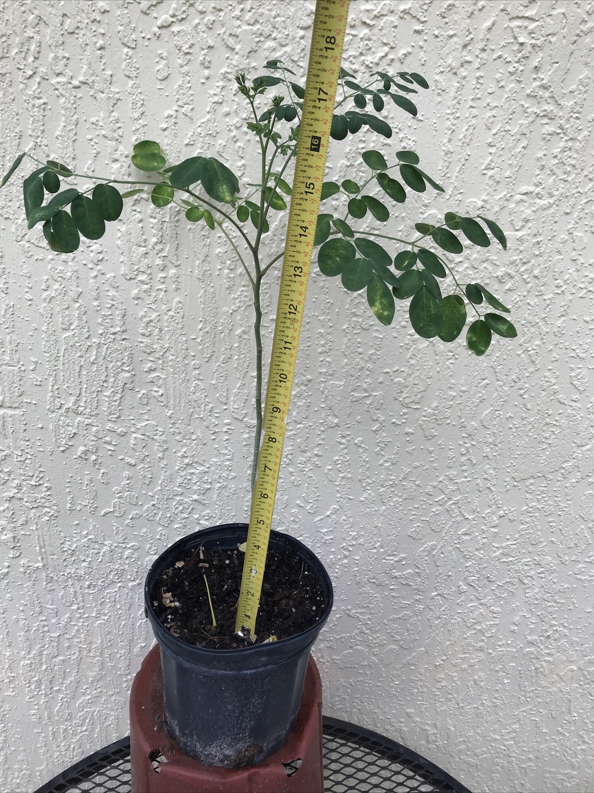 Moringa Oleifera Miracle Life Tree 12- 18” Organic In 1 Gallon Pot 8 month grow
