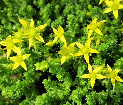 SEDUM GOLD MOSS STONECROP Sedum Acre – 1,500 Bulk Seeds