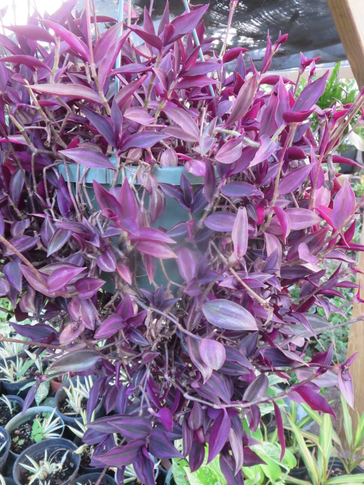 Tradescantia Zebrina Wandering Jew Dark Burgundy Plant 12 Cuttings