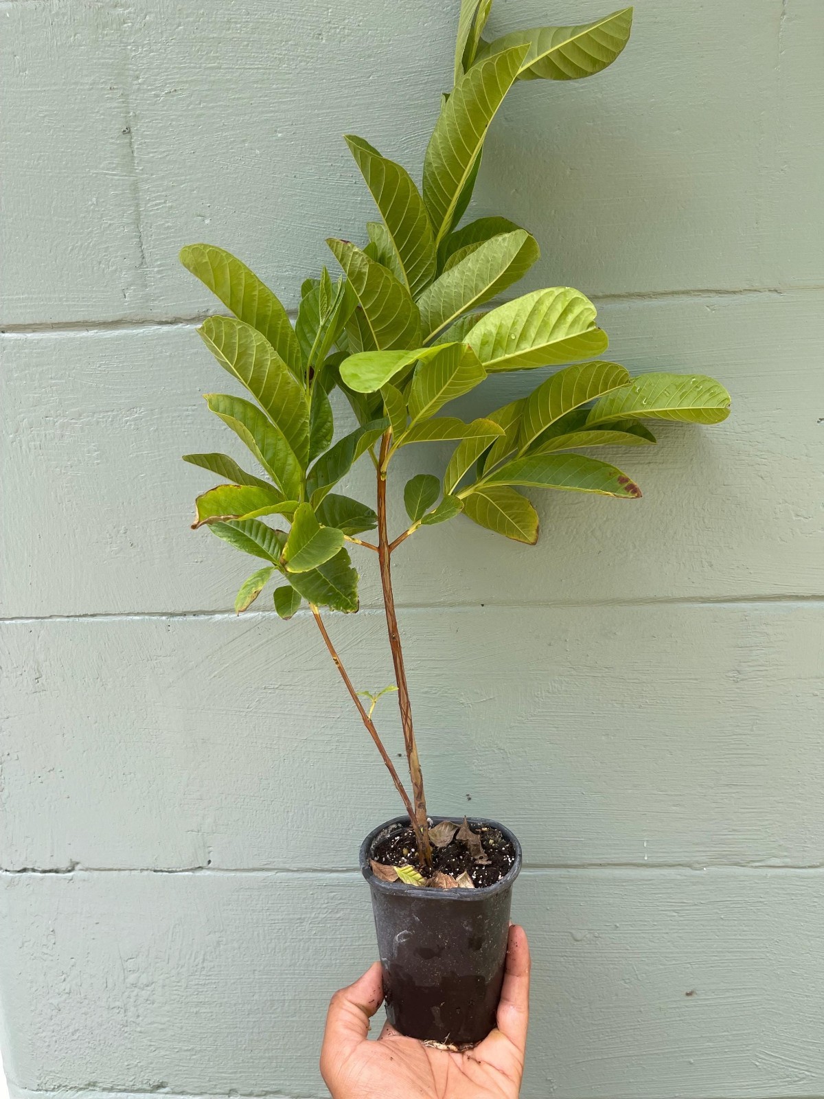 Live Pink Pear Guava Tree Sweet Pear Shaped Tropical Fruit Plant 4.5″ Pot