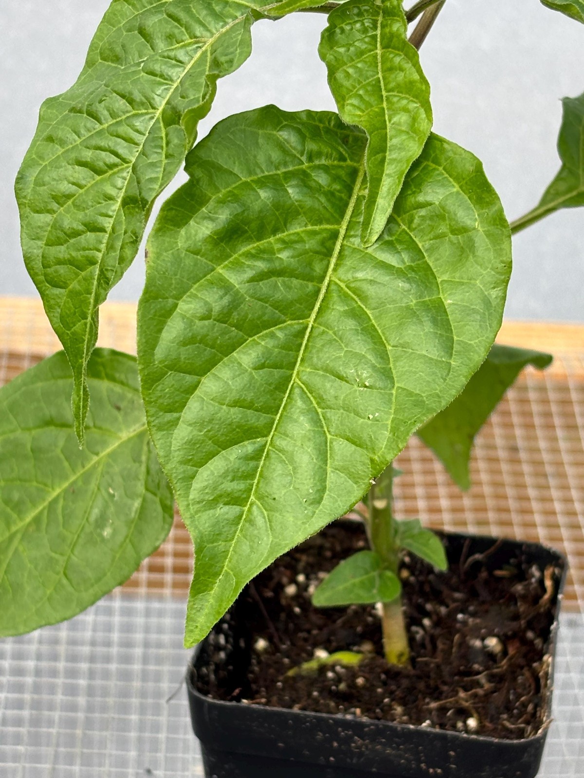 Ghost Pepper *HOT Pepper* Live Plant- Seedlings and Plants- 3″- 12″ tall- 30-60