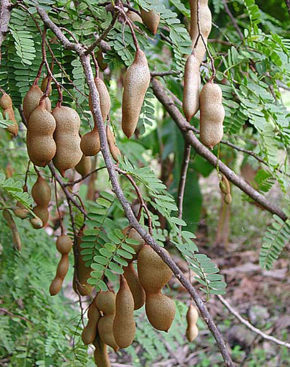 Tamarind Plant – 3-5″Tall – 4″Pot – Tropical Fruit Tree for Gardens – Zones 9–11