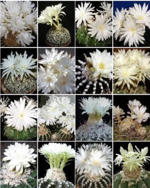 Discocactus variety MIX cactus cacti rare seed 50 SEEDS