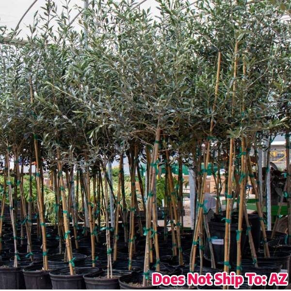Arbequina Olive Tree 1-2ft Live Plant Fruiting Green Outdoor/Indoor Zones: 8-10