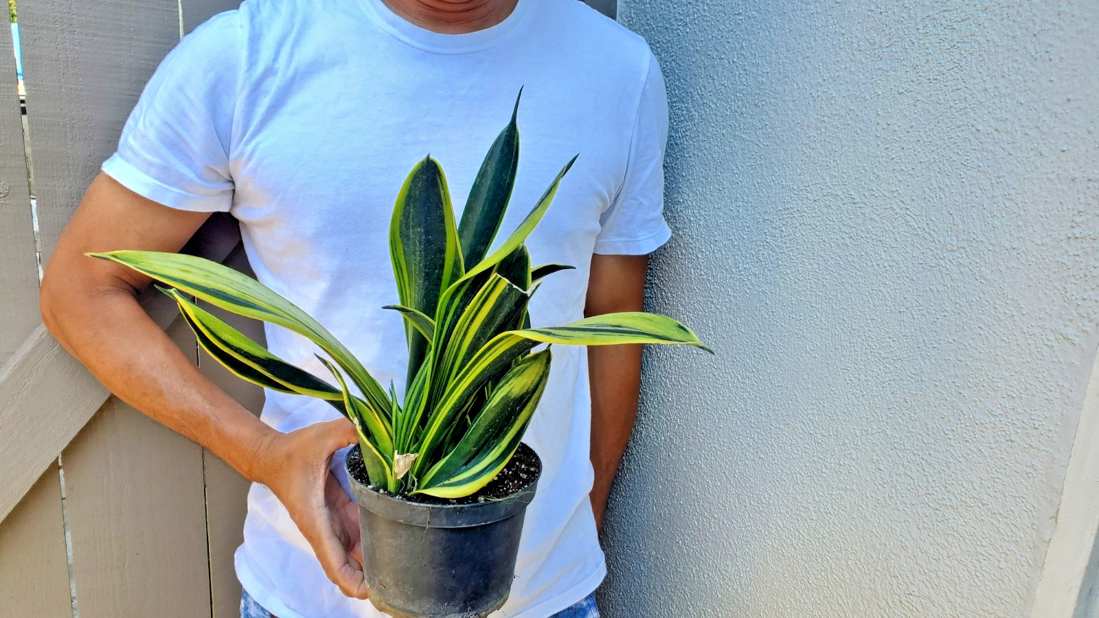 Sansevieria trifasciata Gold Flame Succulent
