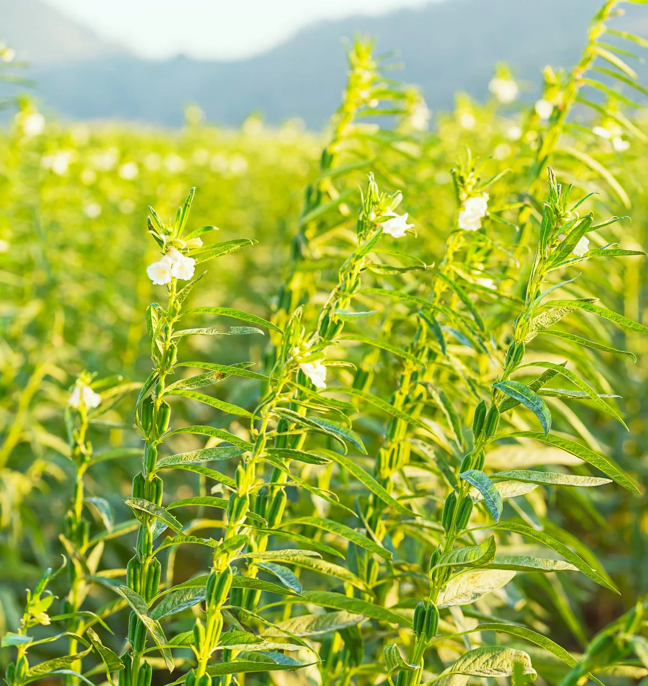 White Sesame Seeds | For Planting Benne Asian Til Garden Seed 2024 Fast Shipping