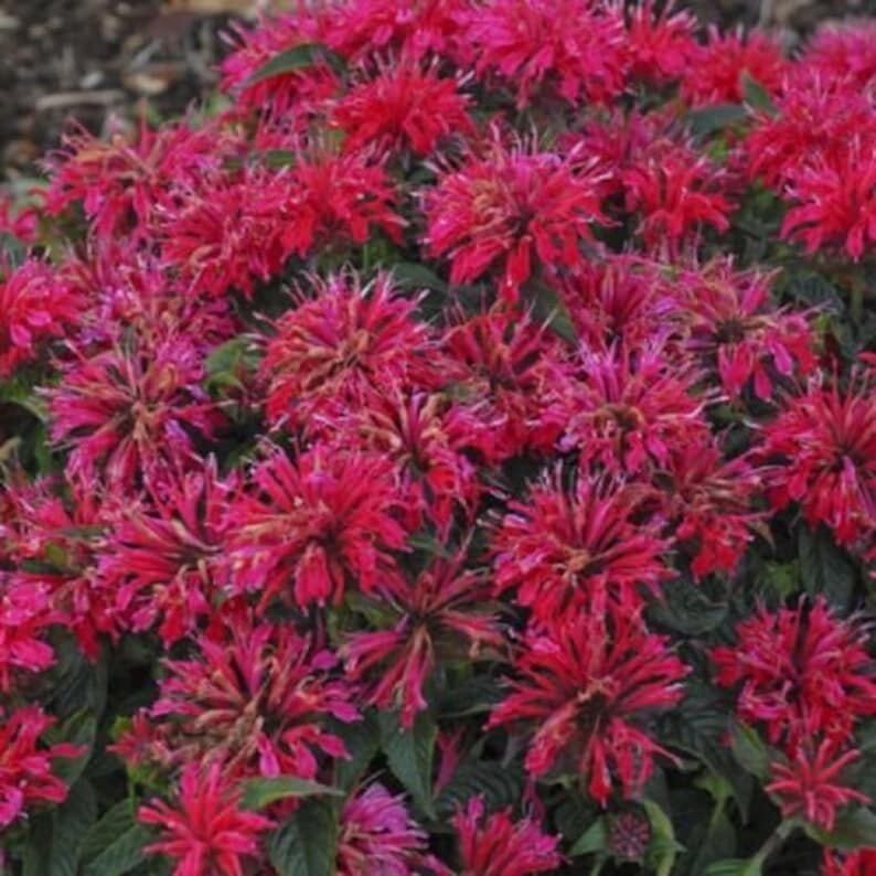 100 Cherry Pops Bee Balm Seeds Flowers Seed Bloom Hummingbird Flower Seeds 1326