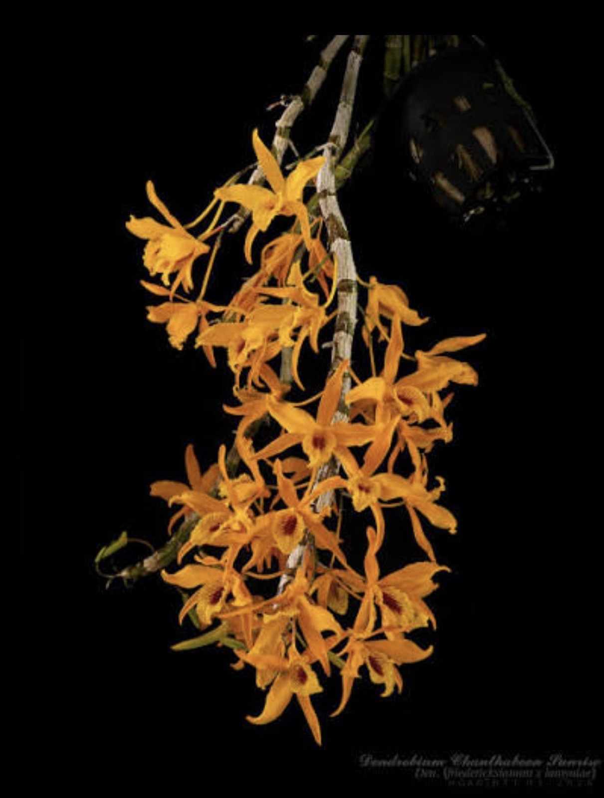 Dendrobium chanthaboon Sunrise – Mounted Orchid, Orange yellow Flowers,