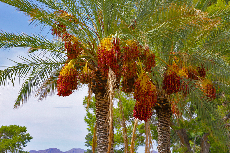 10 SEEDS – palm DATE tree phoenix dactylifera GroCo# USA – BUY 15-SHIPS FREE
