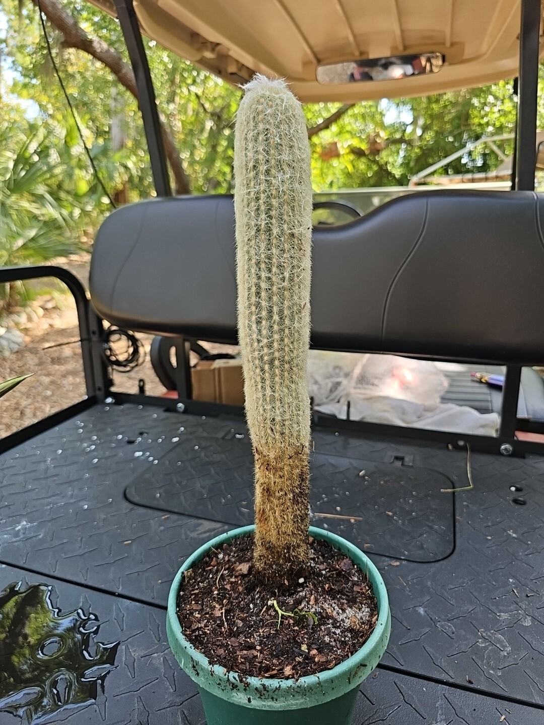 XXL Espostoa Melanostele Peruvian Old Man Cotton Cactus Columnar Cactus 15″