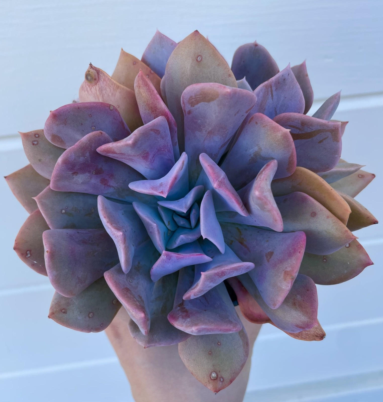 Rare Succulent Echeveria Misty Lilac Rooted Purple Live Plant 6-Inch Multi-Head