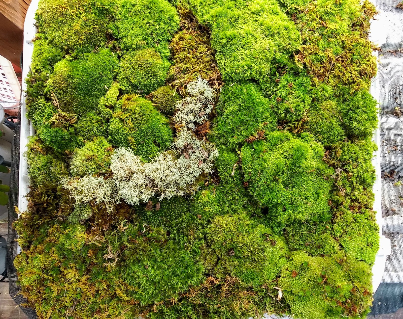 Live KENTUCKY Mood/Fern/Sheet Moss Perfect for Terrariums, Crafts, Gardens