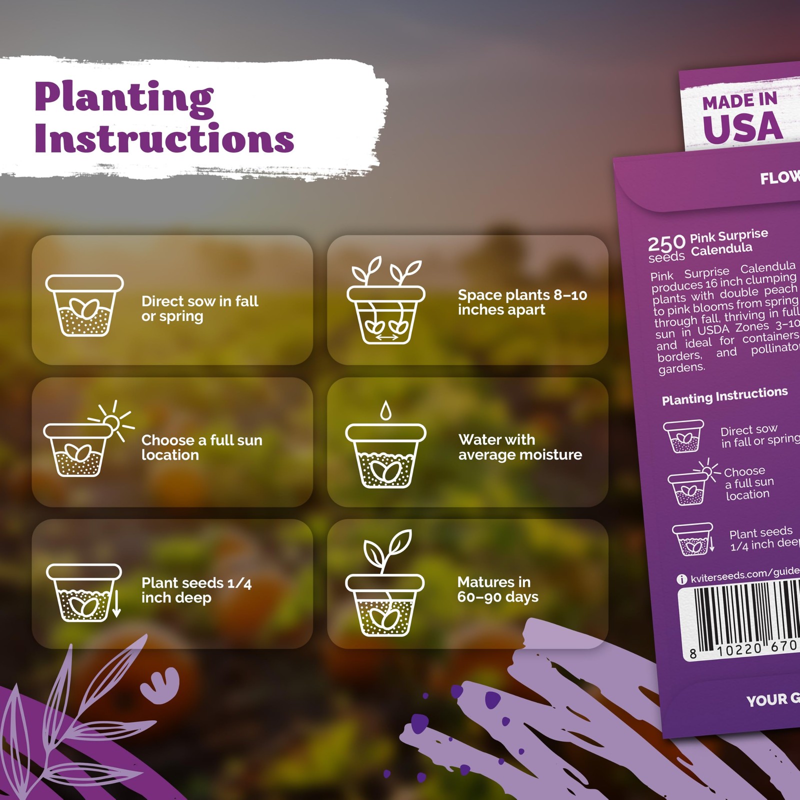 250 Pink Surprise Calendula Seeds (Calendula Officinalis)