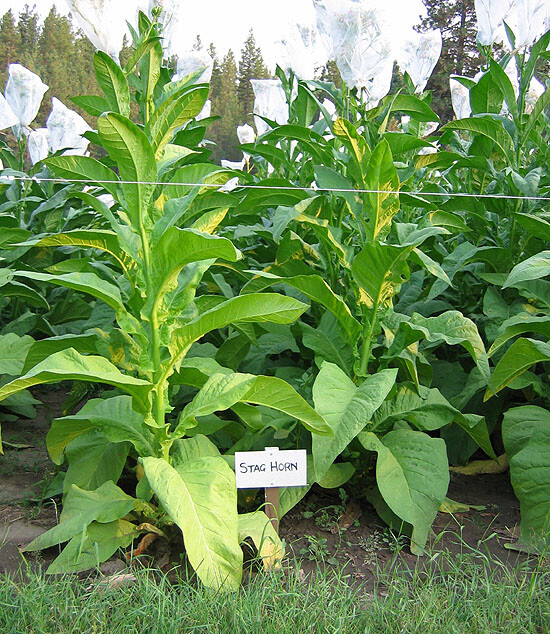 1000 Stag Horn Tobacco Seeds ~ Heirloom ~ Dark Virginian ~ Rich Flavor