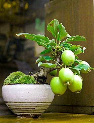 20 Guava Fruit Bonsai Tree Seeds Grow Exotic Delicious Tropical Bonsai Tree