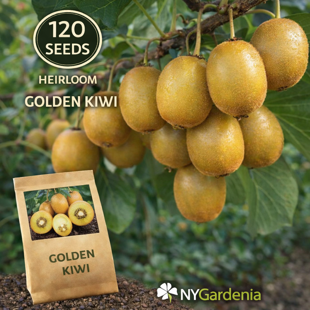 20 Golden Kiwi Seeds Heirloom Fruit Vine Sweet Garden Easy Grow