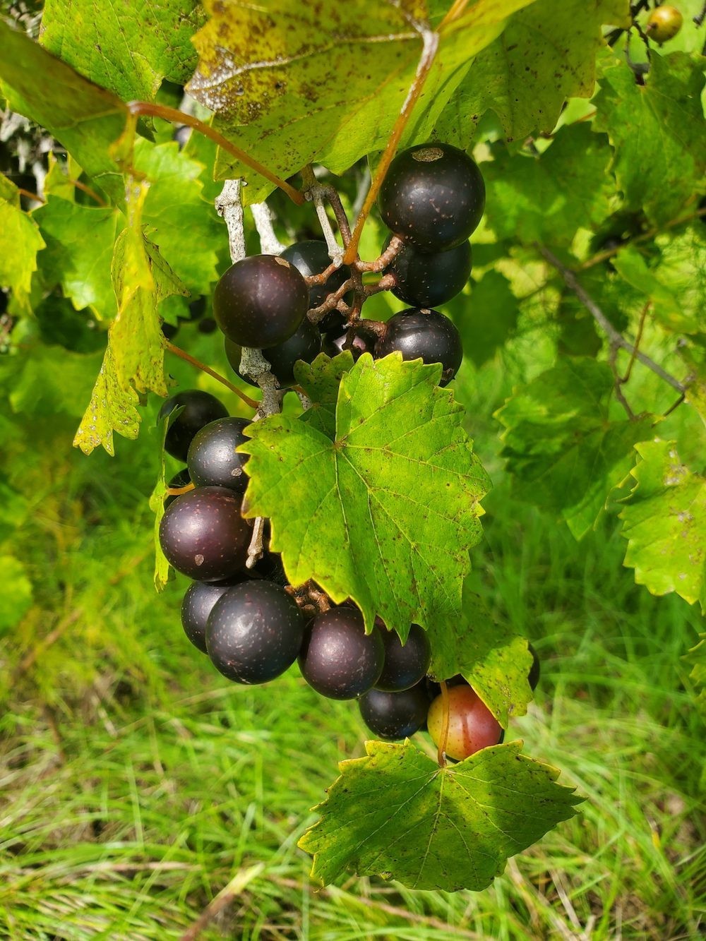 5 ‘Delicious’ Muscadine Grape Vine Vitis Rotundifolia Live Starter Plant