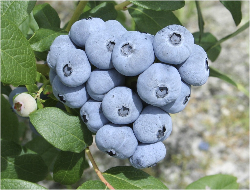 Talisman Blueberry Edible Fast Growing Fruit 5.25″ Pot Perennial Big Berries