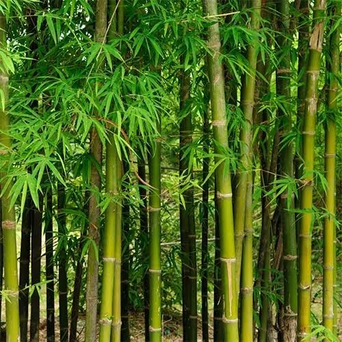 clumping bamboo plant 36 in. 1 gallon .grows fast!