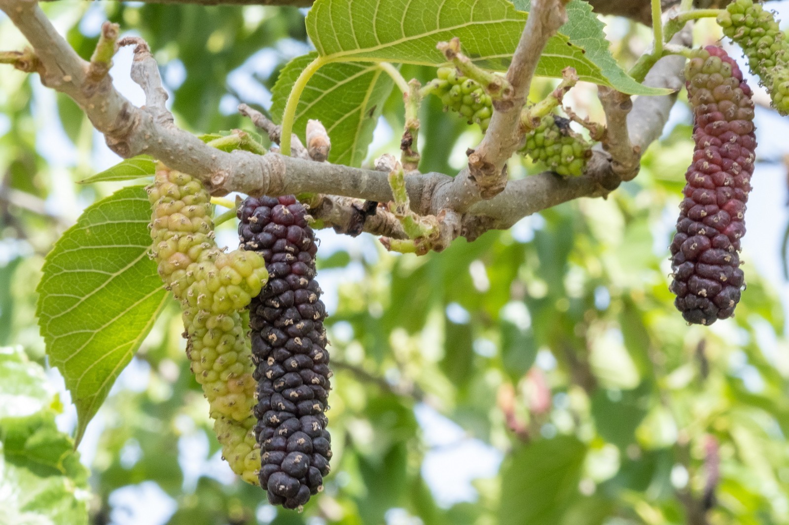 3 Pakistan Mulberry Starter Plug Morus macroura