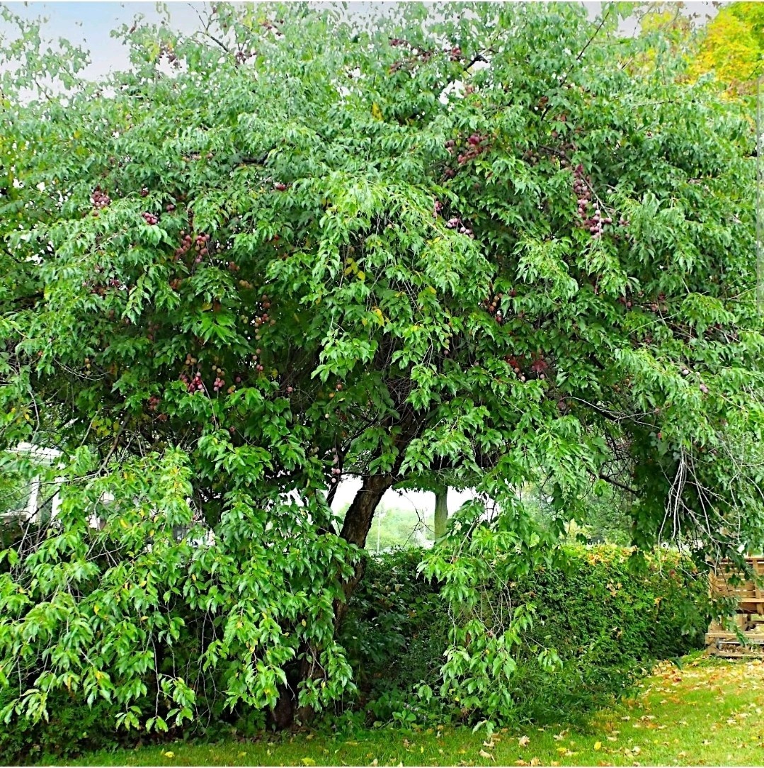 100 AMERICAN PLUM TREE SEEDS (Prunus americana) Fast Flower Plant high quality