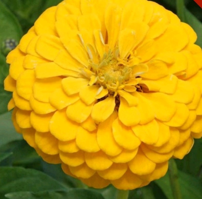 100+ Canary Yellow Zinnia Seeds **Fresh Seeds** ~~Free Shipping~~